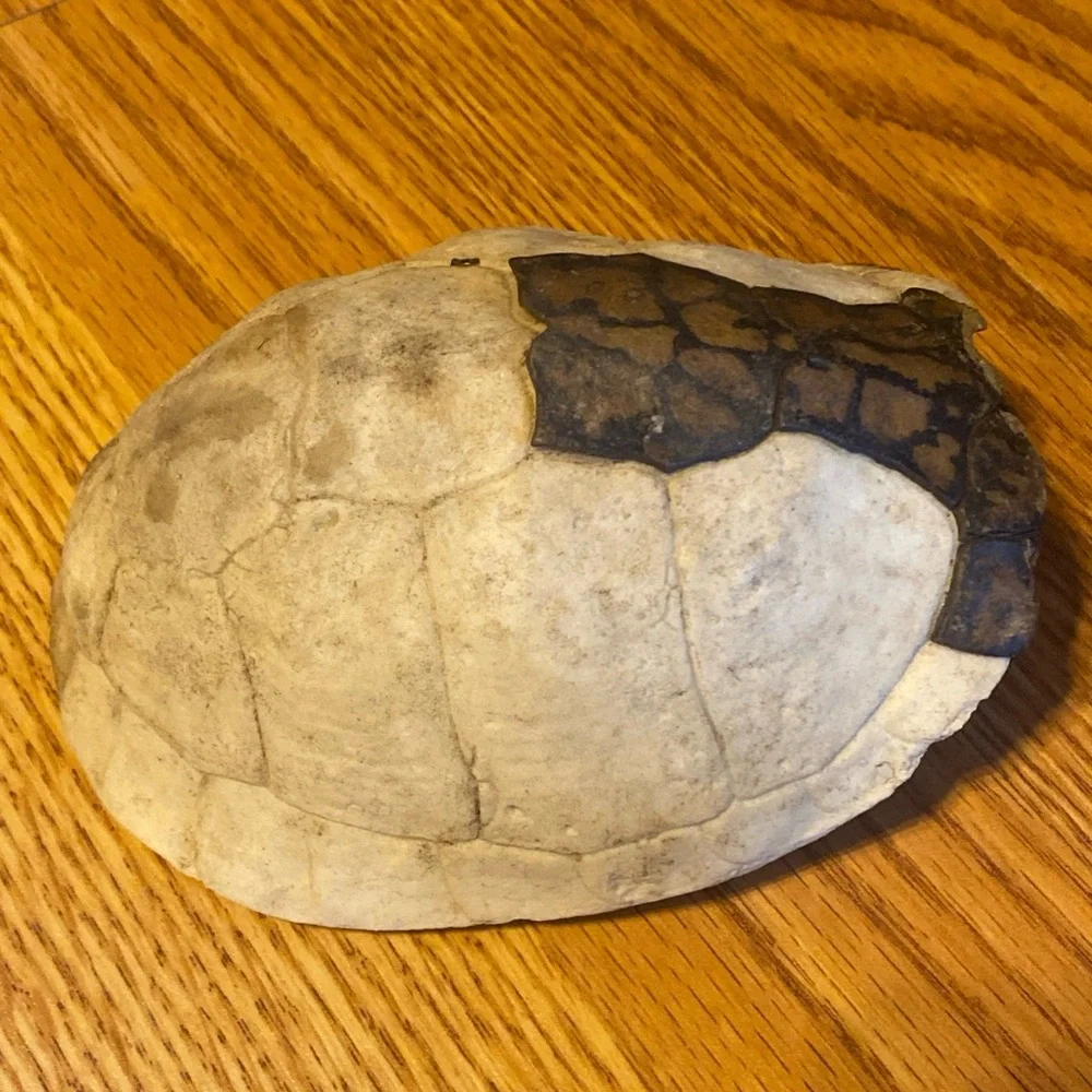 Real Eastern Box Turtle Shell. Bone Taxidermy Oddity Science Crafts. Appalachia